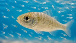 稚魚とは仔魚の次の成長段階｜卵から成魚まで5ステップと見分け方を丸ごと解説のアイキャッチ画像