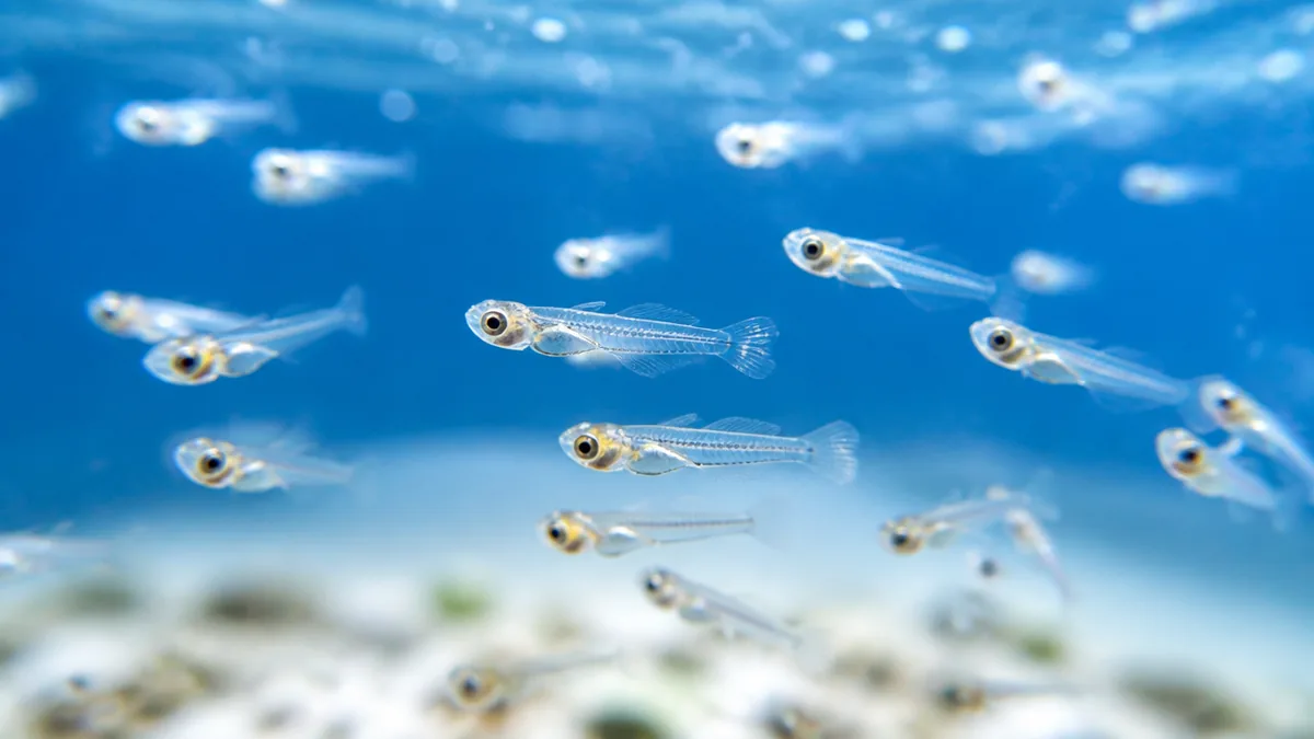 仔魚と稚魚はどこで線を引く？見分けの境界線をはっきりさせるの解説画像