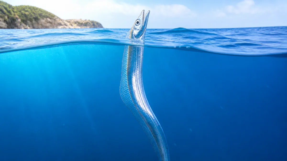 なぜ立って泳ぐ？深海で生き残るための3つの理由の解説画像