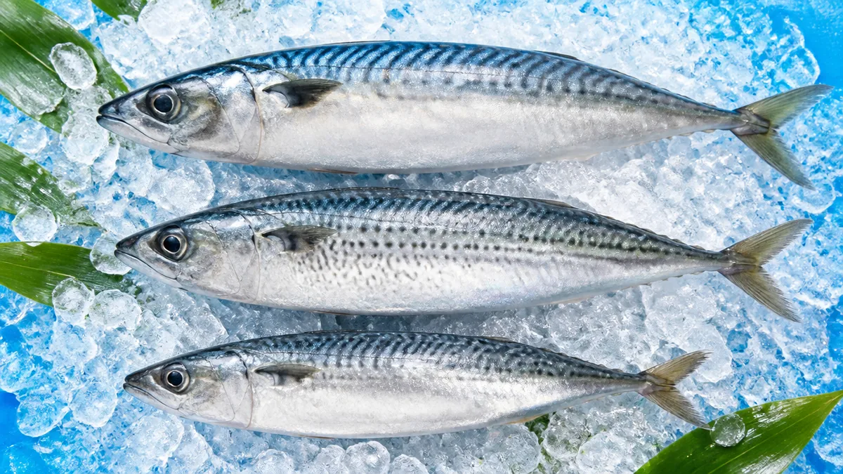 鯖の大きさは最大何cm？まず3種のサバを早見表で比較の解説画像