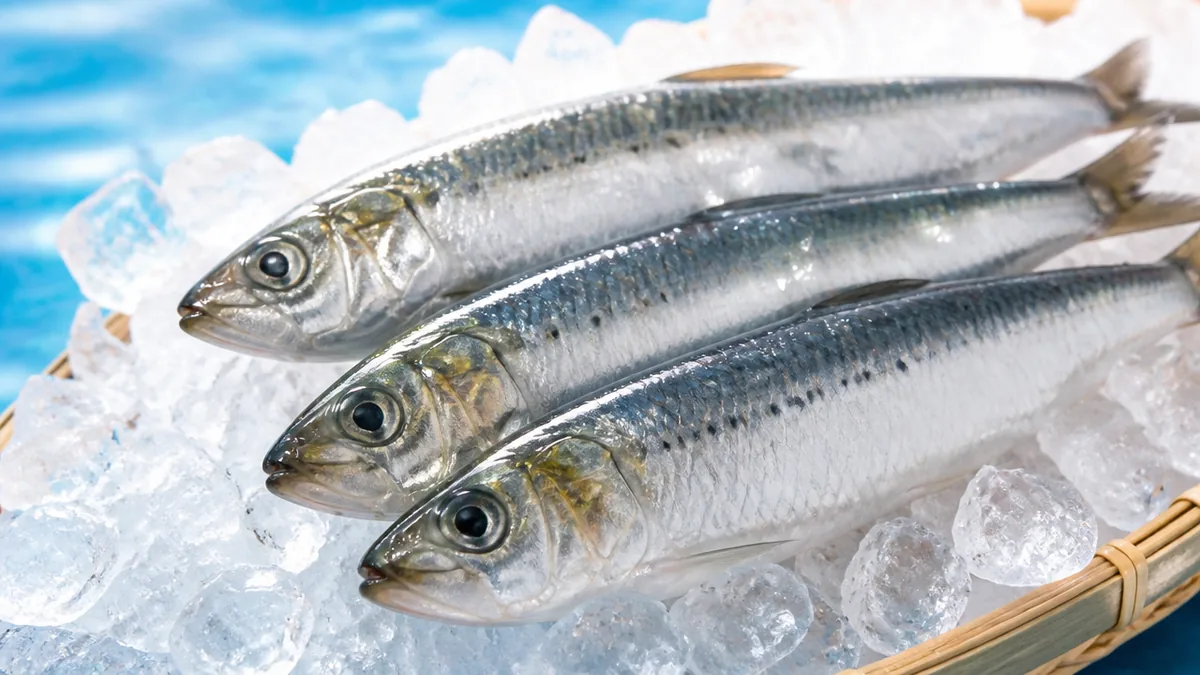 イワシは本当に弱い魚なのか｜鮮度が落ちやすい理由の解説画像