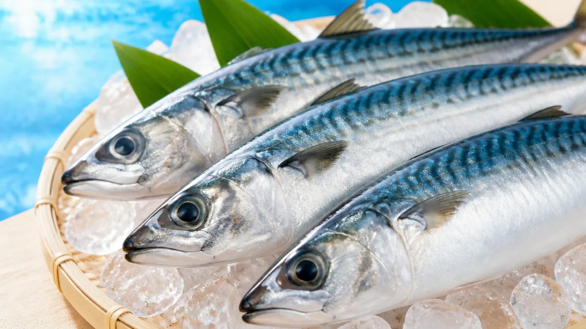 青魚とは「背が青く見える魚」のこと｜実は決まった定義がないの解説画像