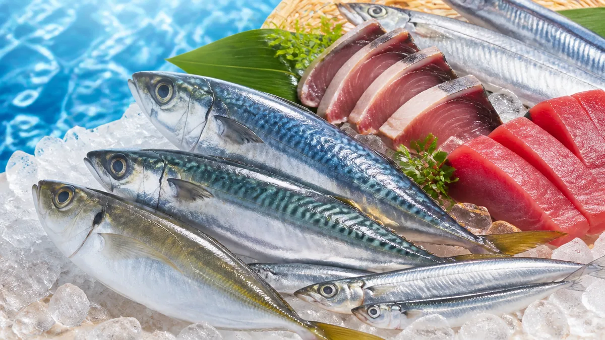 サンマやカツオは青魚？境界線にいる魚たちの解説画像
