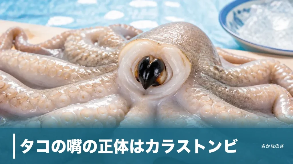 タコの嘴の正体はカラストンビ｜8本腕の中心に隠れた口の硬さ・取り方・食べ方を解説のアイキャッチ画像