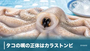 タコの嘴の正体はカラストンビ｜8本腕の中心に隠れた口の硬さ・取り方・食べ方を解説のアイキャッチ画像