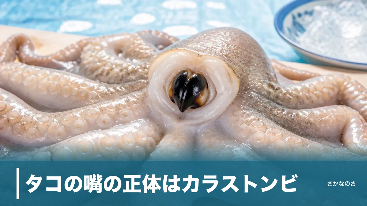 タコの嘴の正体はカラストンビ｜8本腕の中心に隠れた口の硬さ・取り方・食べ方を解説のアイキャッチ画像