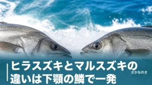 ヒラスズキとマルスズキの違いは下顎の鱗で一発｜体高・旬・値段まで7項目で徹底比較のアイキャッチ画像