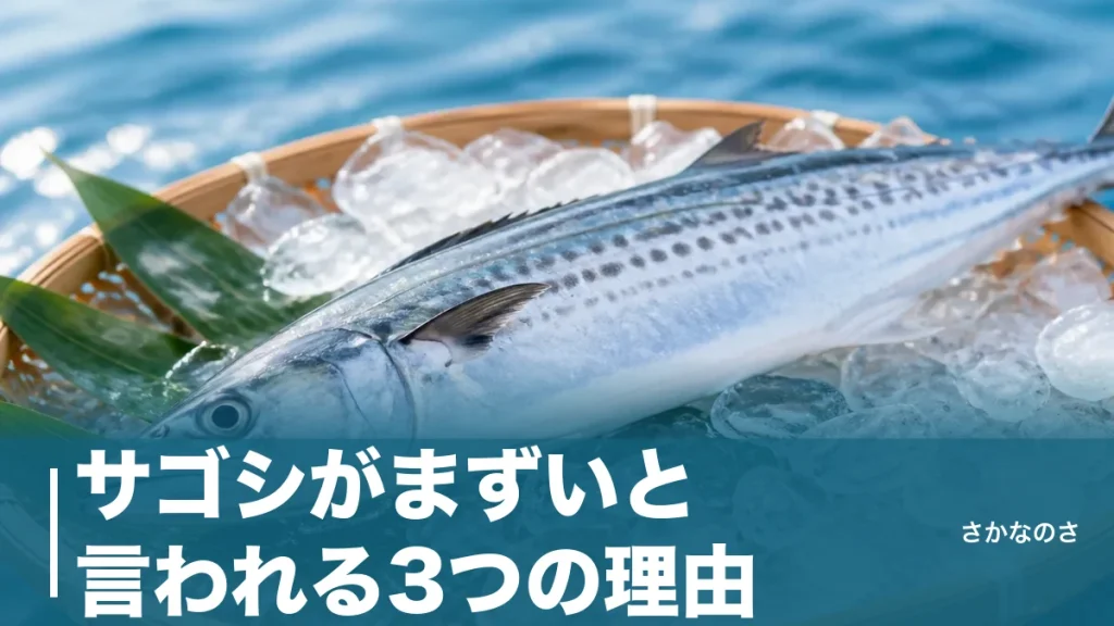 サゴシがまずいと言われる3つの理由｜脂の少ない若魚を化けさせる下処理と食べ方を解説のアイキャッチ画像