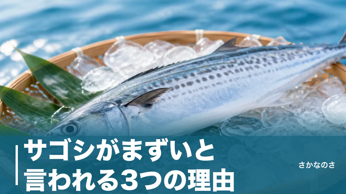 サゴシがまずいと言われる3つの理由｜脂の少ない若魚を化けさせる下処理と食べ方を解説のアイキャッチ画像