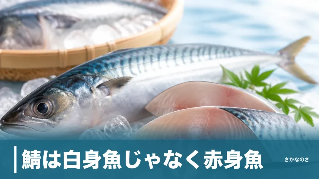 鯖は白身魚じゃなく赤身魚｜身が白いのに赤身に分類される理由をミオグロビンで解説のアイキャッチ画像