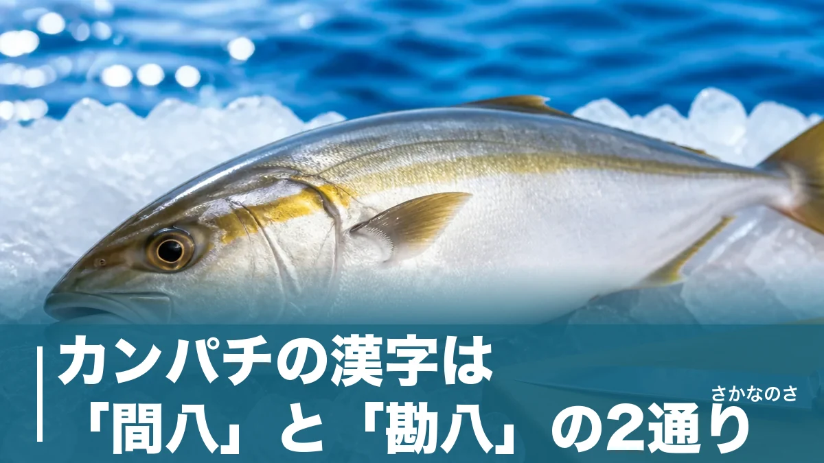 カンパチの漢字は「間八」と「勘八」の2通り｜八の字模様の由来と魚へんがない理由のアイキャッチ画像