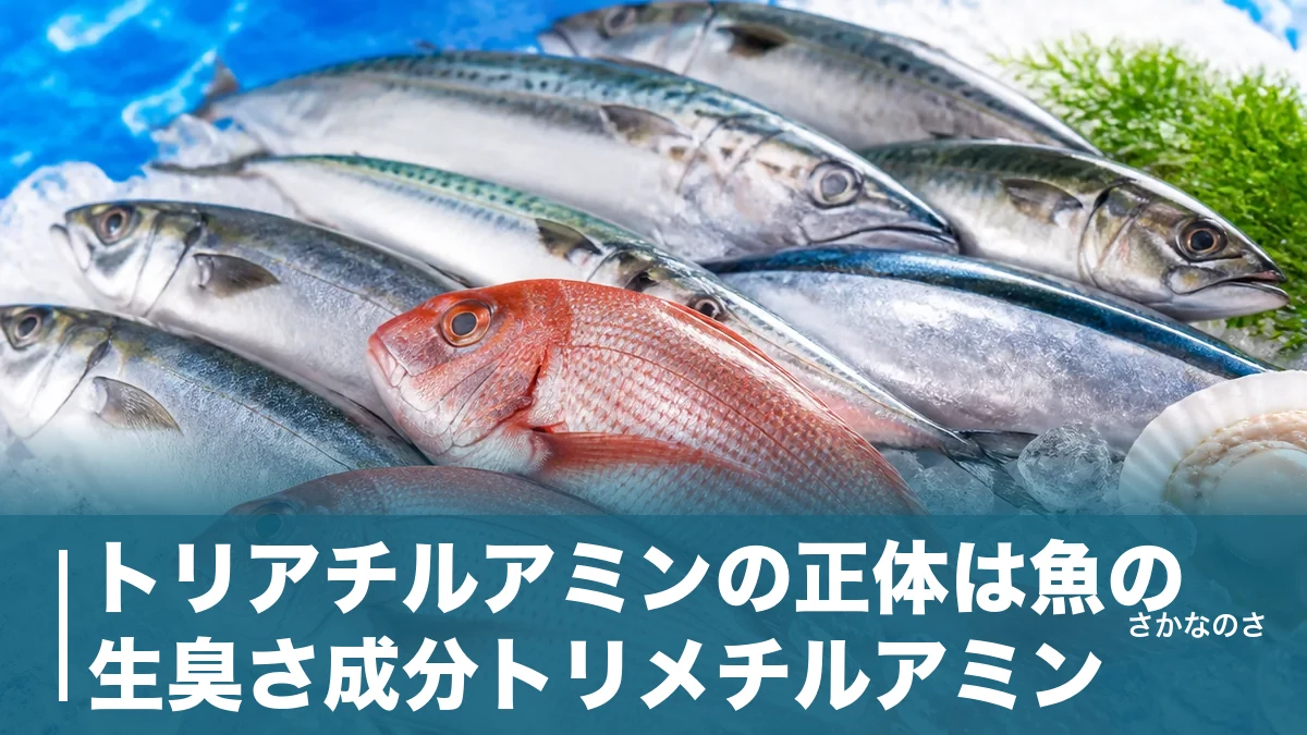 トリアチルアミンの正体は魚の生臭さ成分トリメチルアミン｜表記の違いと臭みを消す仕組みを解説のアイキャッチ画像