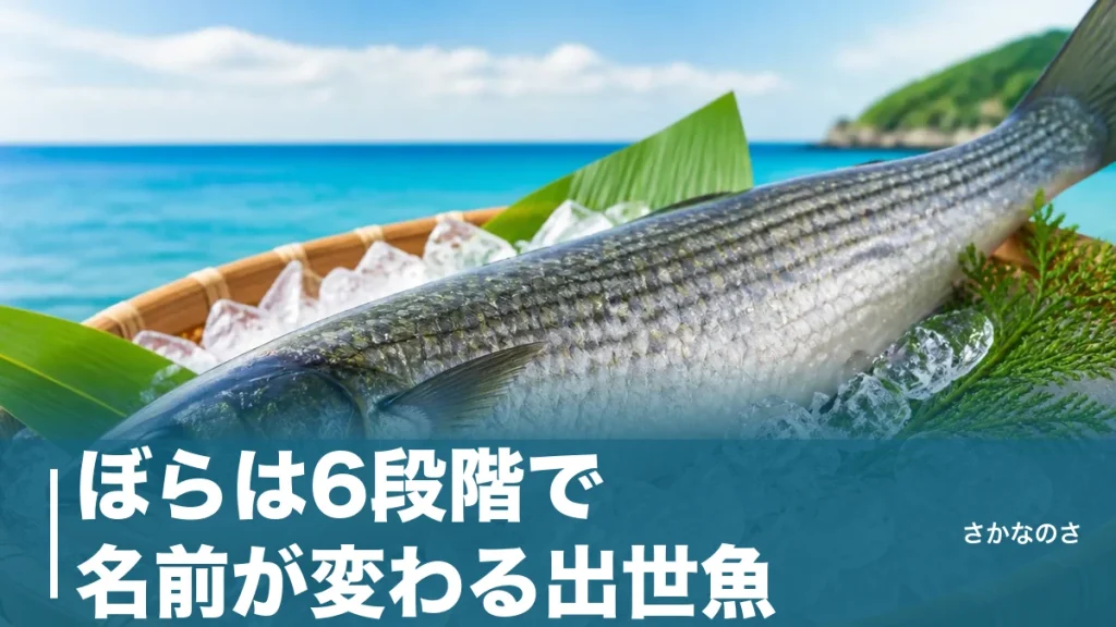 ぼらは6段階で名前が変わる出世魚｜ハクからトドまでの順番と地域差を丸ごと解説のアイキャッチ画像