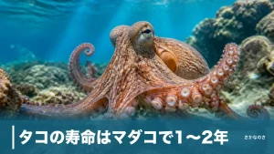 タコの寿命はマダコで1〜2年｜ミズダコ4年・産卵後に死ぬ理由を種類別に解説のアイキャッチ画像