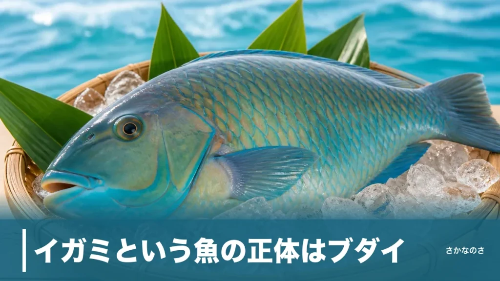 イガミという魚の正体はブダイ｜和歌山で正月に食べる縁起魚の旬・見分け方・食べ方を解説のアイキャッチ画像
