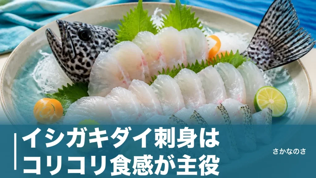 イシガキダイ刺身はコリコリ食感が主役｜寝かせ方・皮の炙り・シガテラ対策まで解説のアイキャッチ画像
