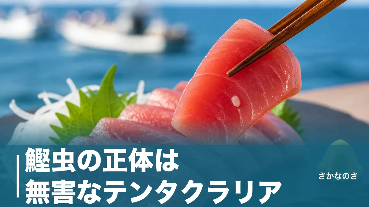 鰹虫の正体は無害なテンタクラリア｜危険なアニサキスとの見分け方を公的データで解説のアイキャッチ画像