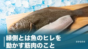 縁側とは魚のヒレを動かす筋肉のこと｜担鰭骨の正体とヒラメ・カレイの違いを丸ごと解説のアイキャッチ画像