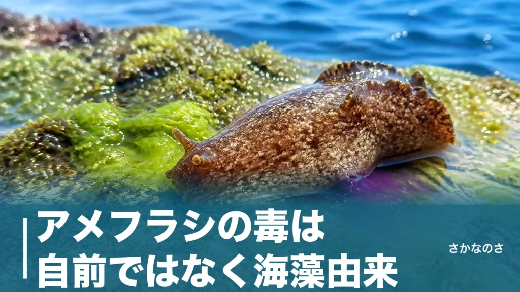 アメフラシの毒は自前ではなく海藻由来｜紫の液の正体と触っていいのかを解説のアイキャッチ画像