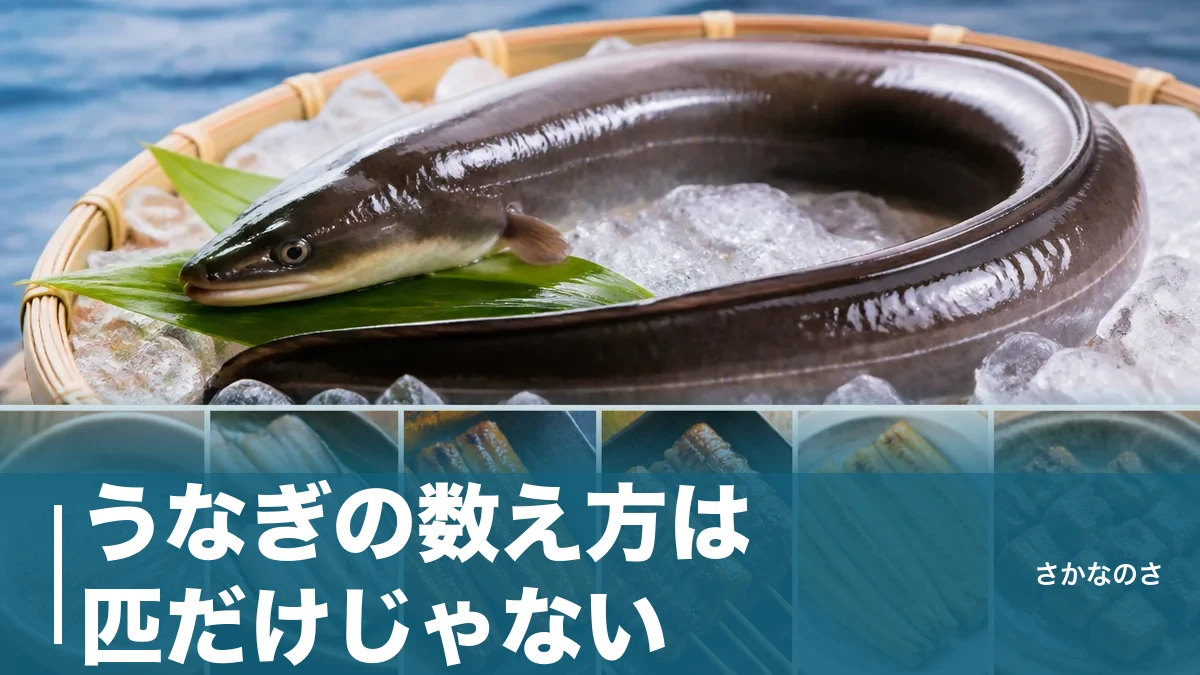 うなぎの数え方は匹だけじゃない｜状態で変わる6つの助数詞を丸ごと解説のアイキャッチ画像