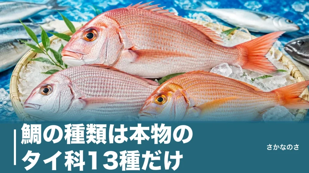 鯛の種類は本物のタイ科13種だけ｜マダイ・チダイ・キダイの見分け方を丸ごと解説のアイキャッチ画像