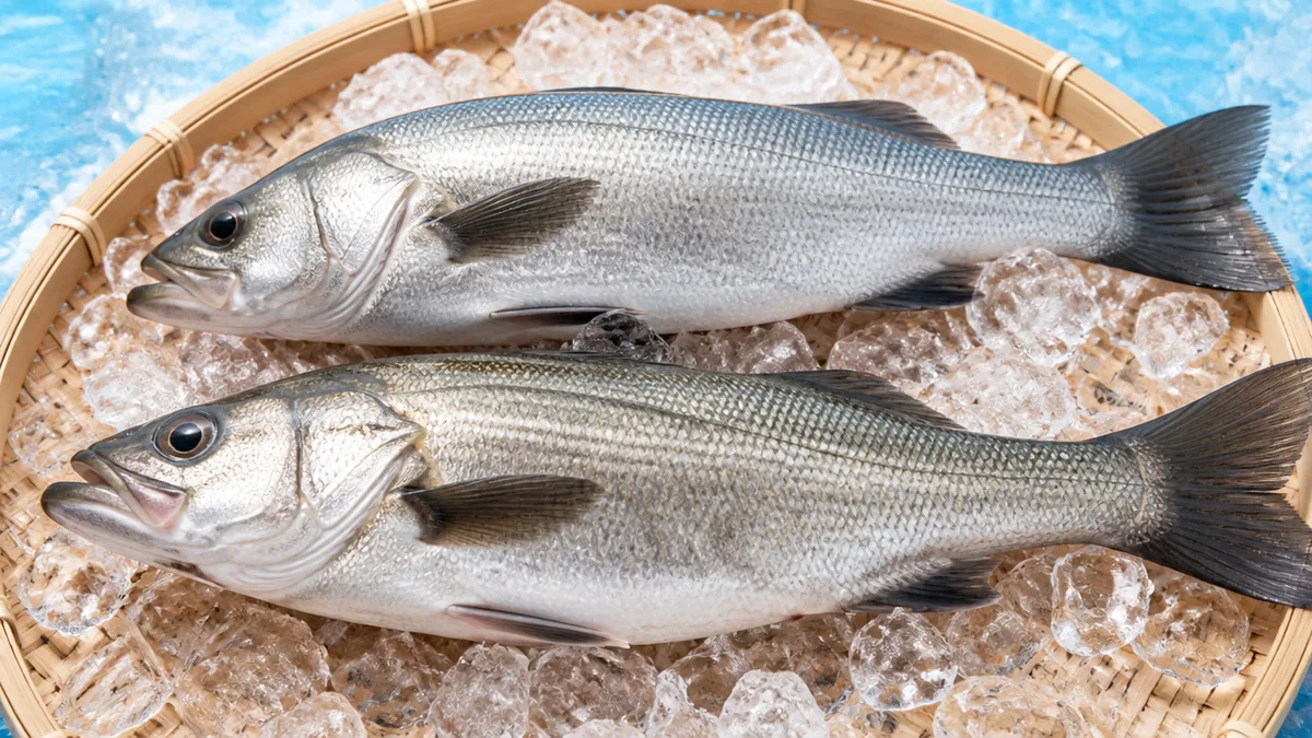 ヒラスズキとマルスズキの違いは「そもそも別種」から始まる|最初に押さえる3つの前提の解説画像