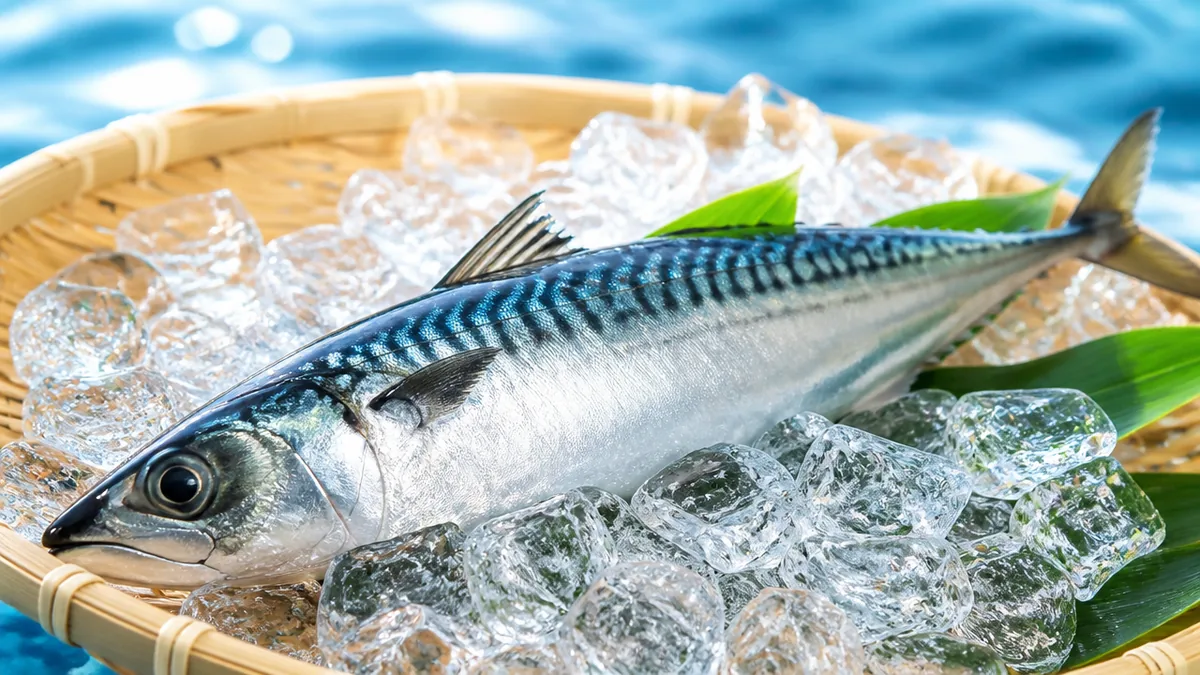 鯖は白身魚ではなく赤身魚｜まず分類の物差しから確認するの解説画像