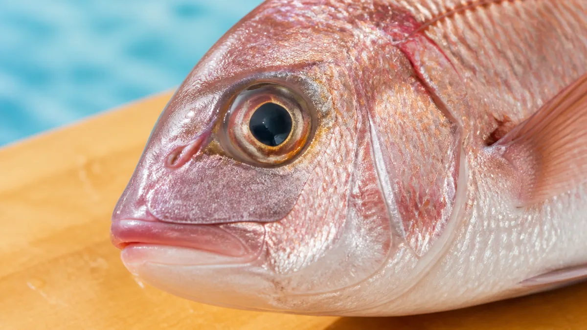 魚の目玉はどんな仕組みで見えている？の解説画像