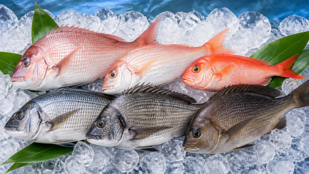 鯛の種類は本物のタイ科が13種｜赤い鯛と黒い鯛に大きく分かれるの解説画像
