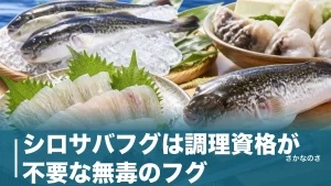 シロサバフグは調理資格が不要な無毒のフグ｜ドクサバフグとの見分け方・旬・食べ方を解説のアイキャッチ画像